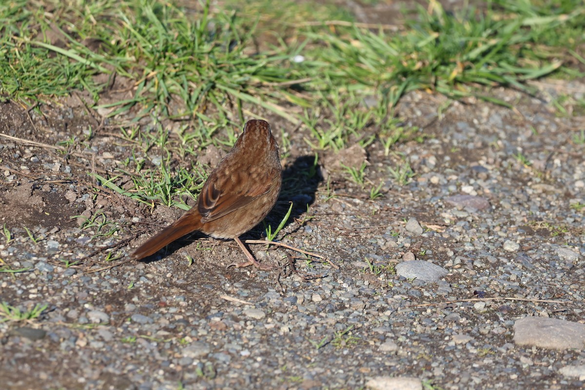 Song Sparrow - ML645582500