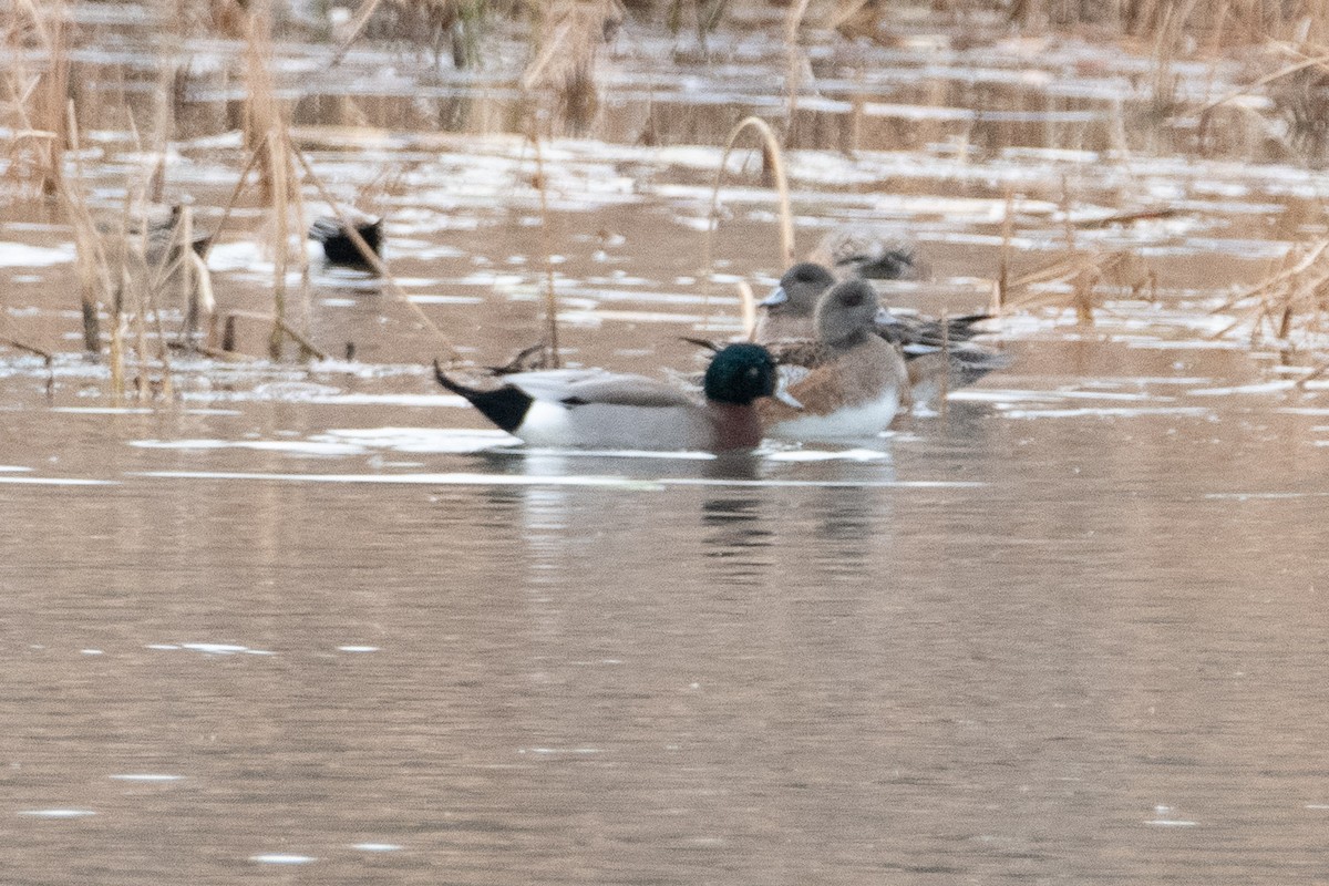 American Wigeon x Mallard (hybrid) - ML645582501