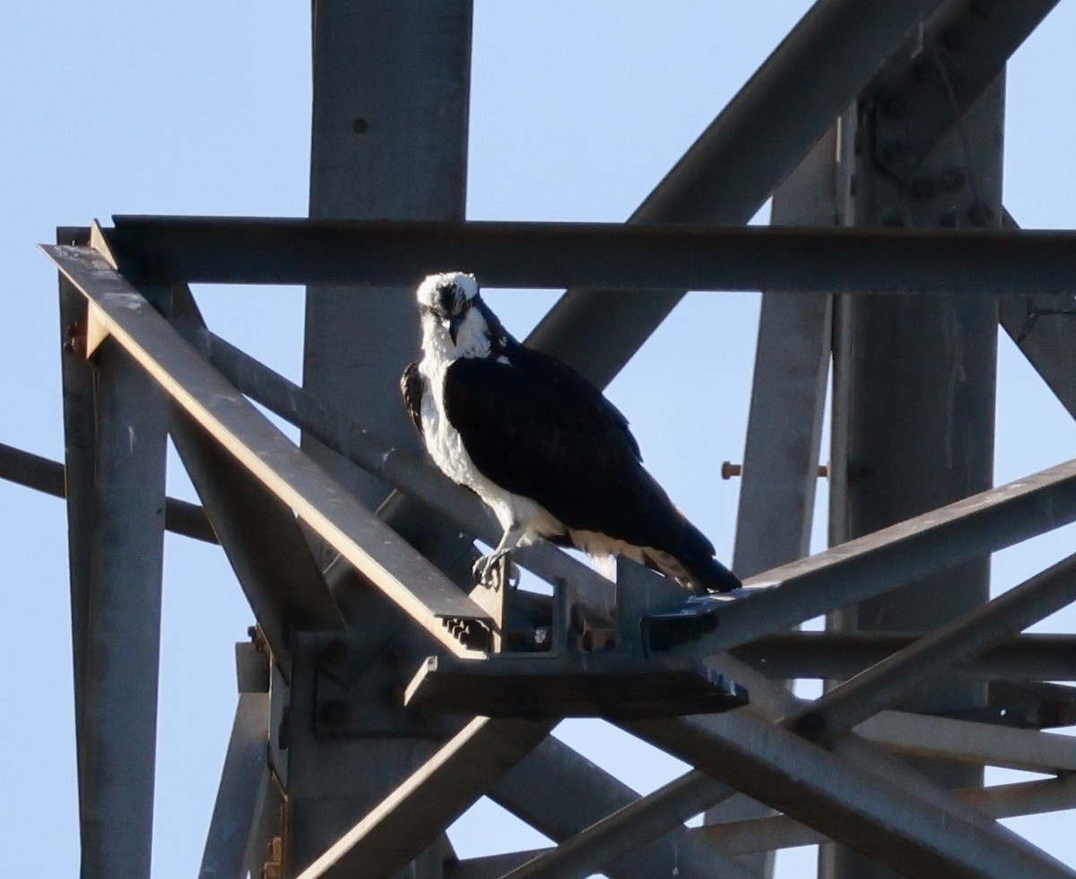 Osprey - ML645582504