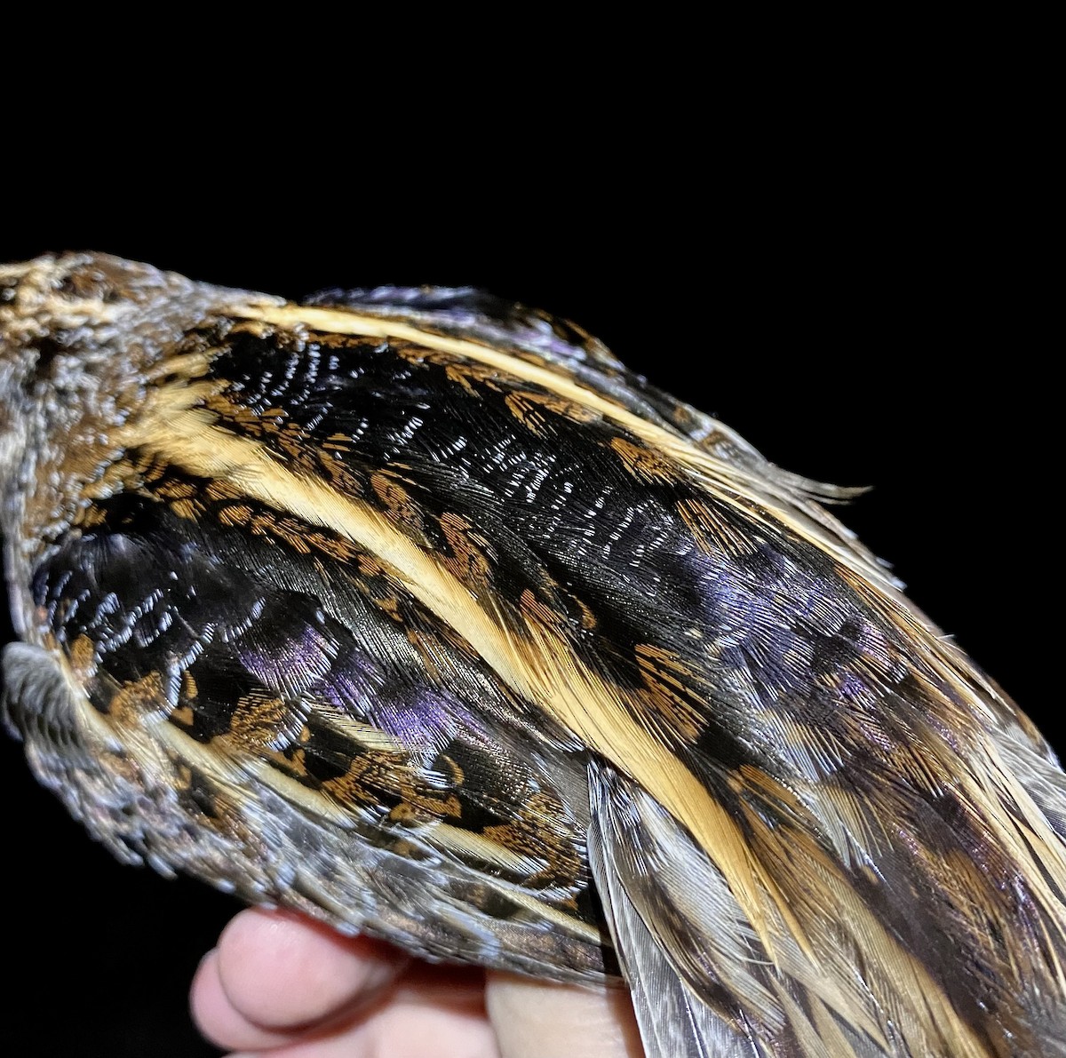 Agachadiza Chica - ML645582507