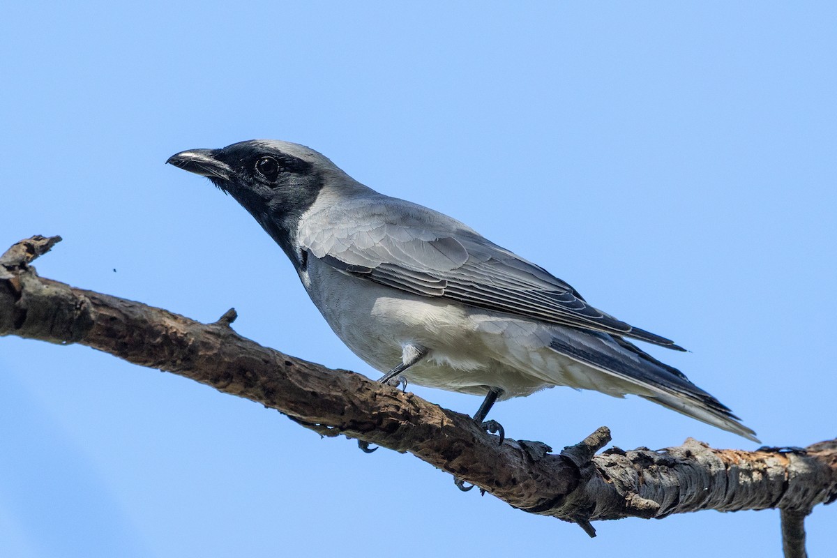 Black-faced Cuckooshrike - ML645582511