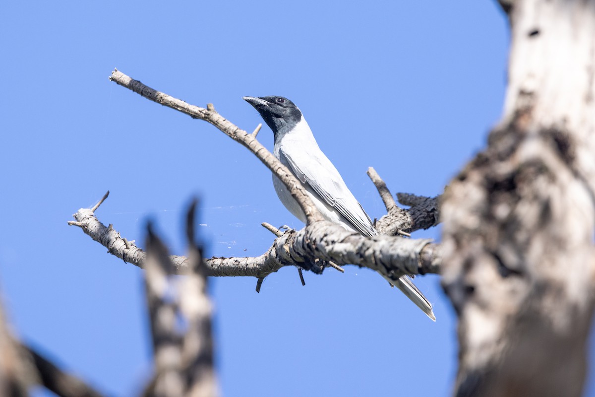 Black-faced Cuckooshrike - ML645582512