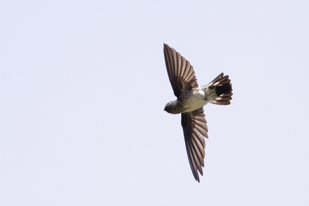 Glossy Swiftlet - ML645582519