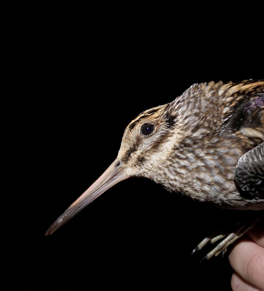 Agachadiza Chica - ML645582523