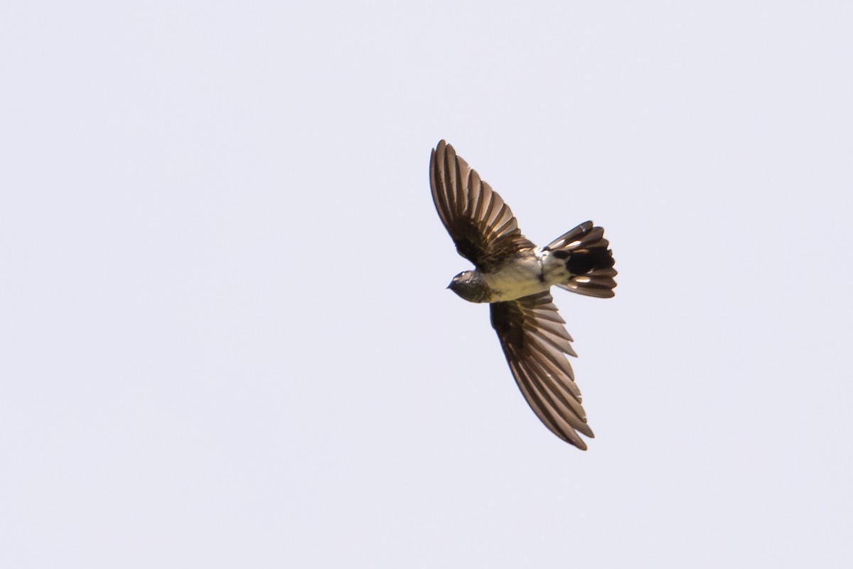 Glossy Swiftlet - ML645582524