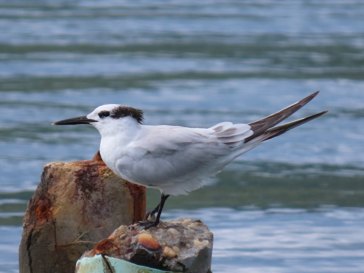 Sandwich Tern - ML645582530