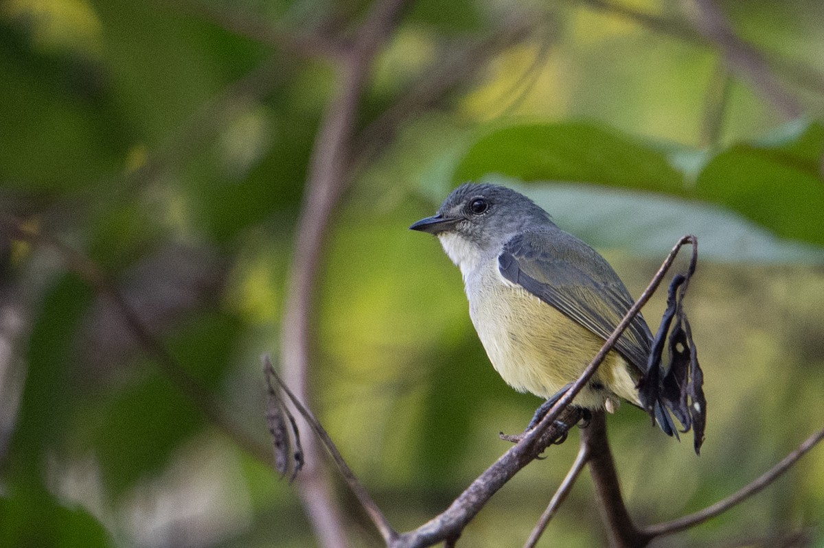 Buru Flowerpecker - ML645582534