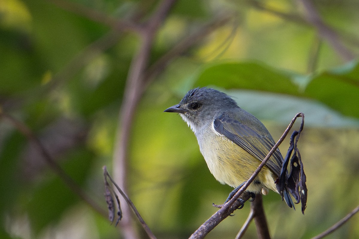 Buru Flowerpecker - ML645582537