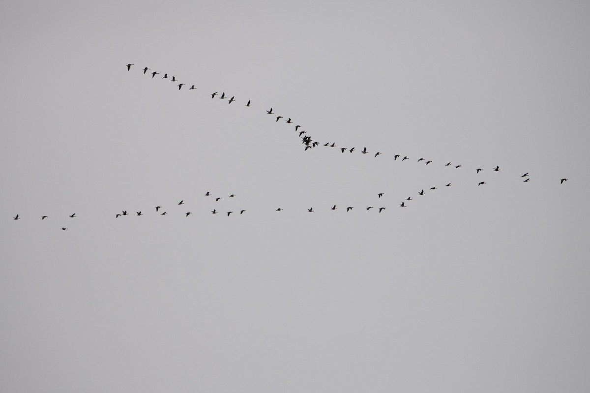 Cackling/Canada Goose - ML645582538