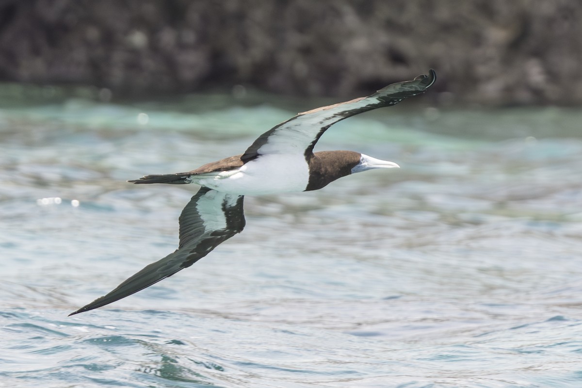 Brown Booby - ML645582544