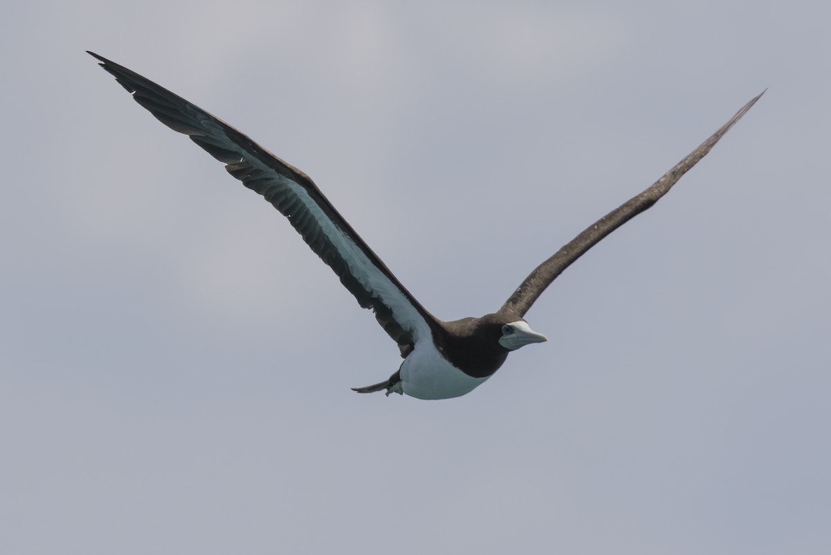 Brown Booby - ML645582547