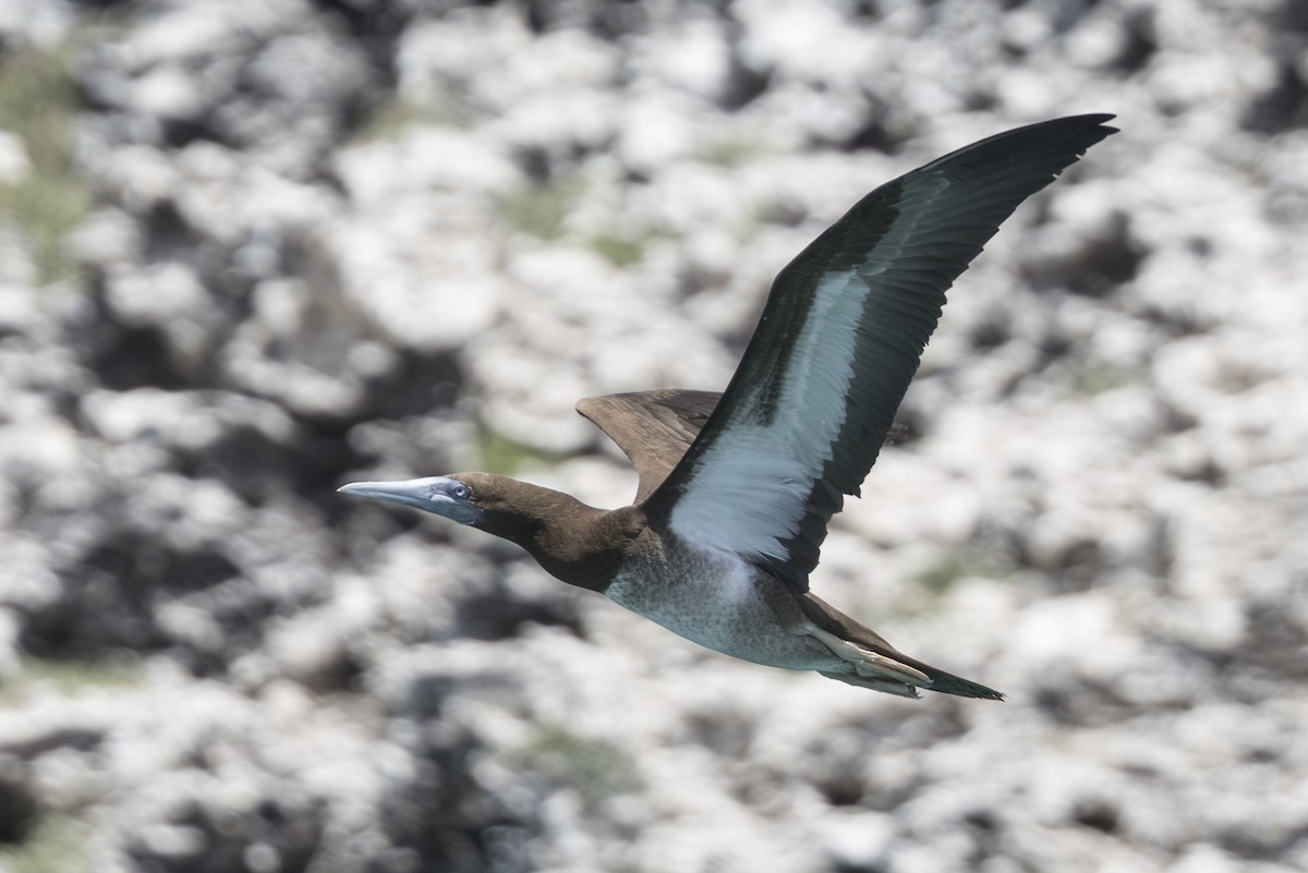 Brown Booby - ML645582548
