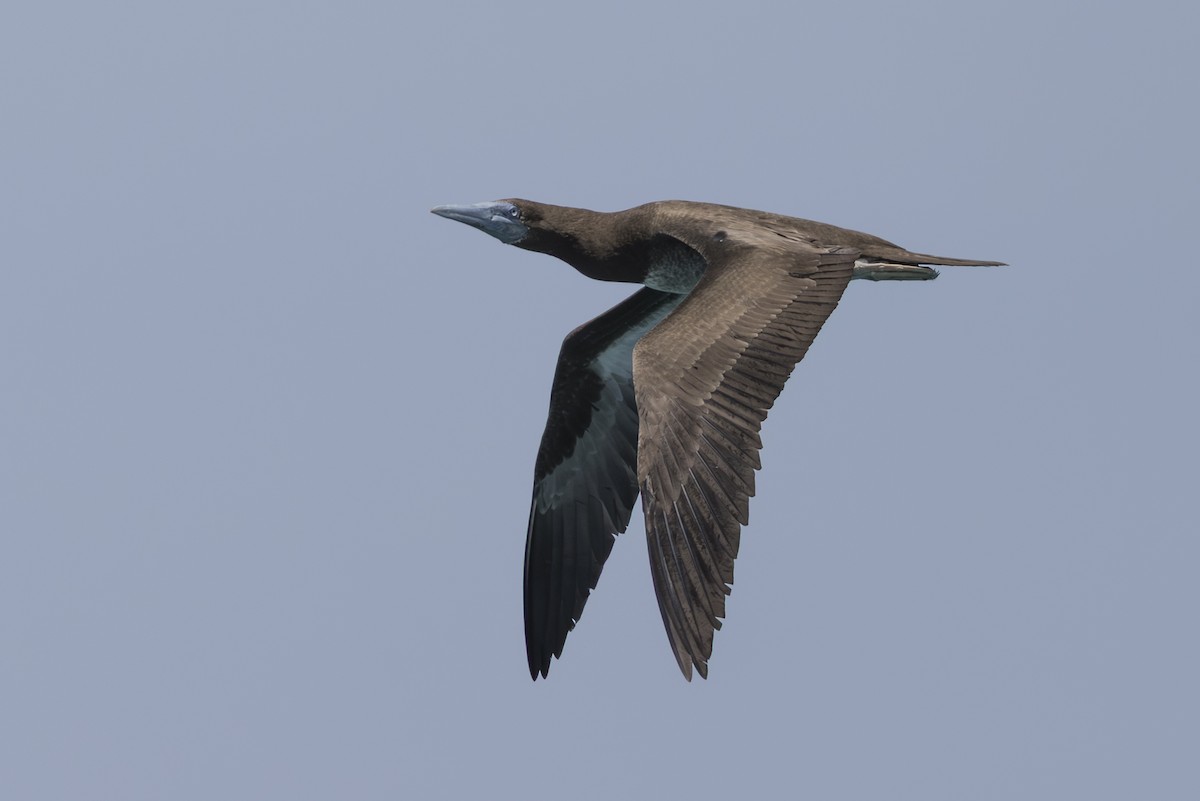 Brown Booby - ML645582549