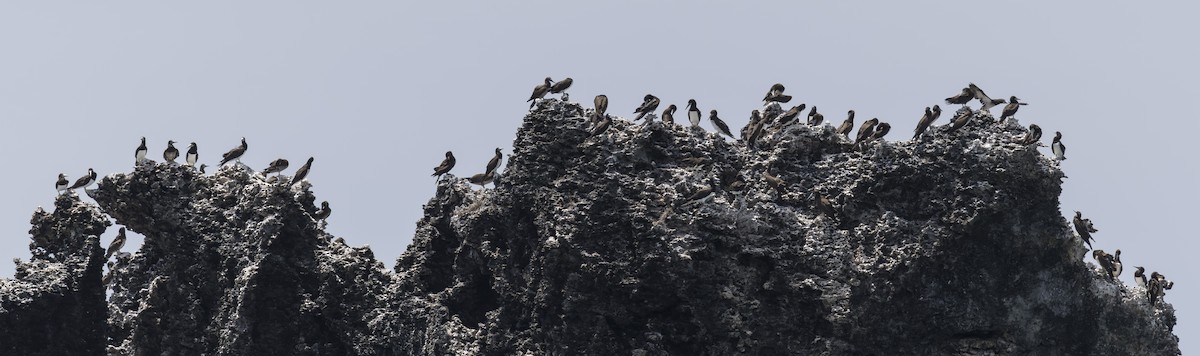 Brown Booby - ML645582550