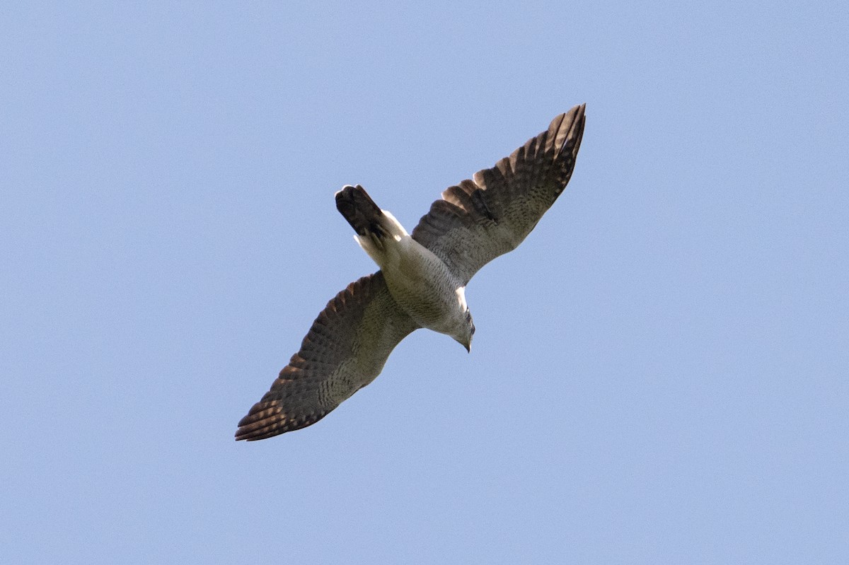 Variable Goshawk (Variable) - ML645582552