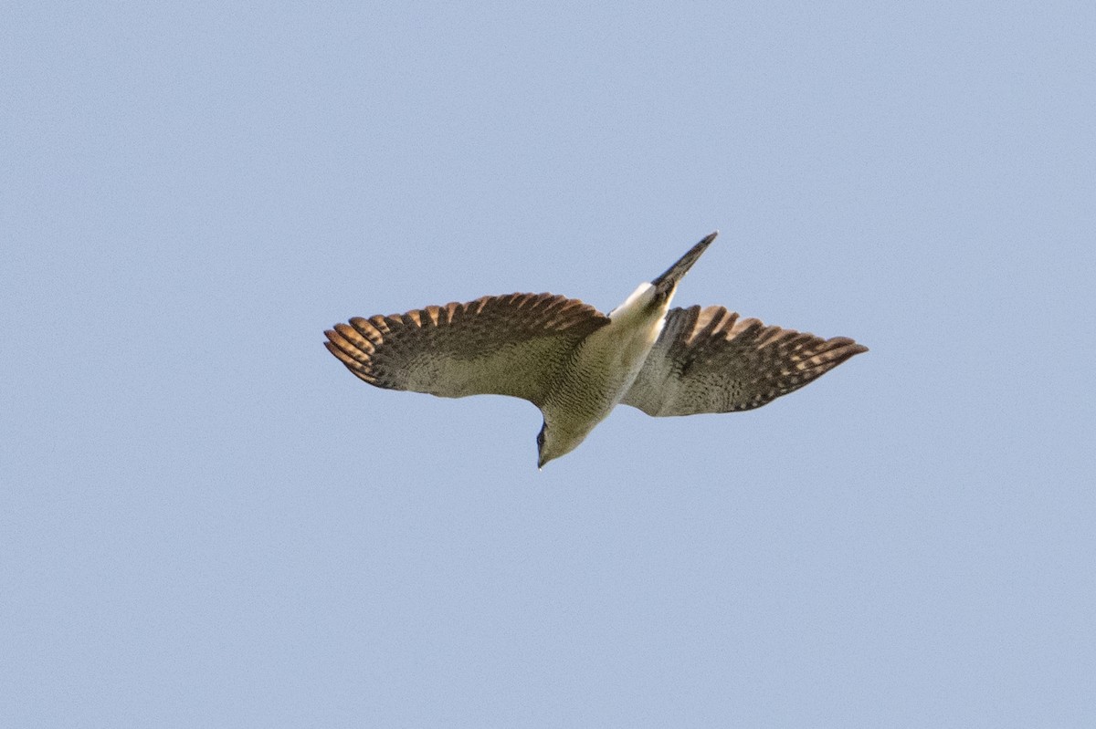 Variable Goshawk (Variable) - ML645582555