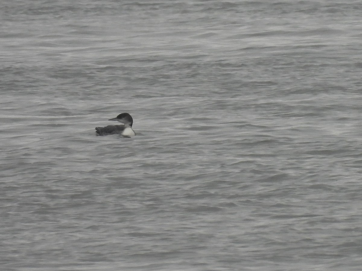 Buz Dalgıcı - ML645582557