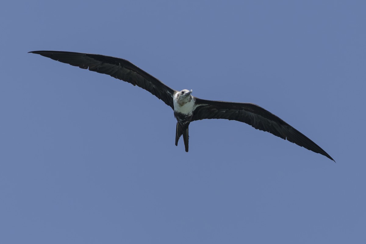 白斑軍艦鳥 - ML645582560