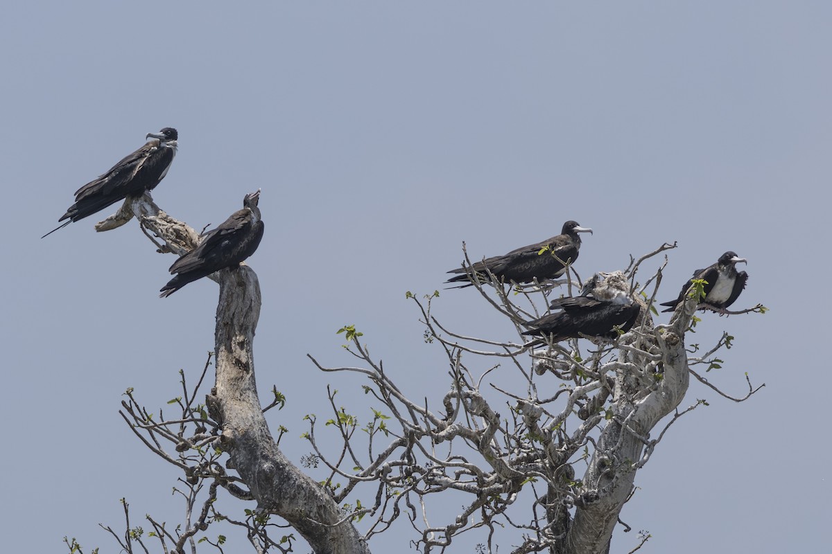 白斑軍艦鳥 - ML645582561