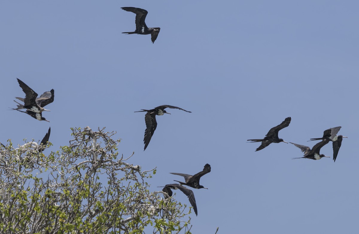 白斑軍艦鳥 - ML645582564