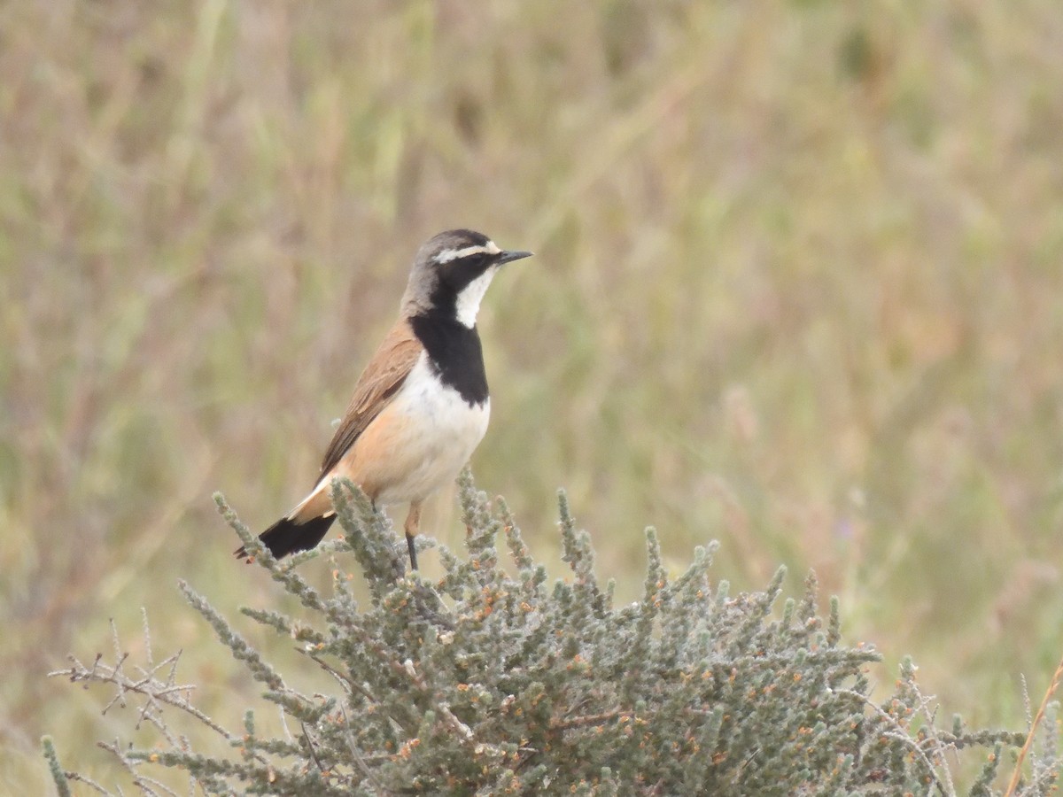Capped Wheatear - ML645582565