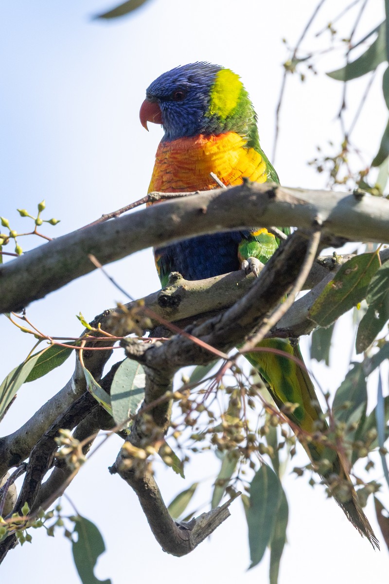 彩虹吸蜜鸚鵡 - ML645582566