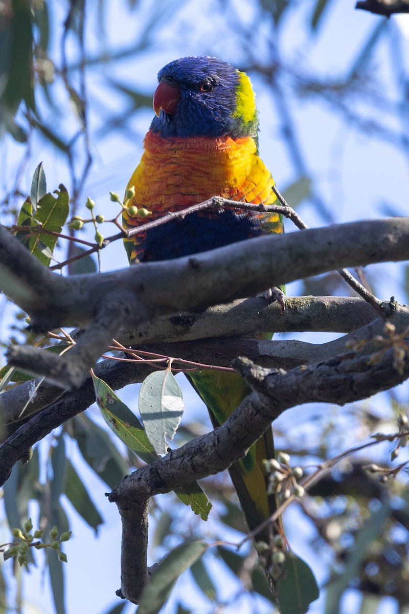 彩虹吸蜜鸚鵡 - ML645582567