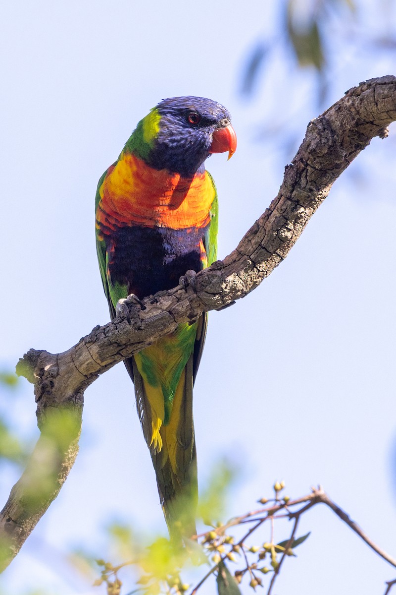 彩虹吸蜜鸚鵡 - ML645582568