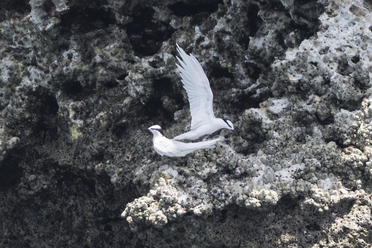 蒼燕鷗 - ML645582570