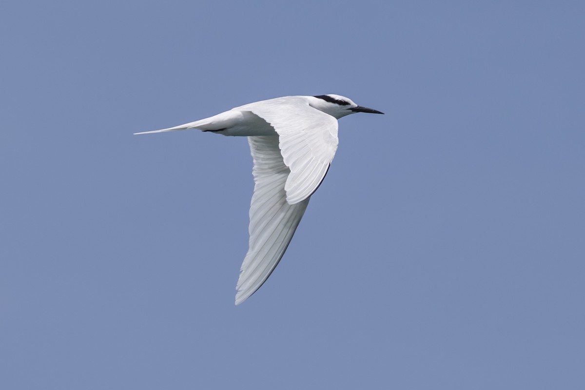 蒼燕鷗 - ML645582571