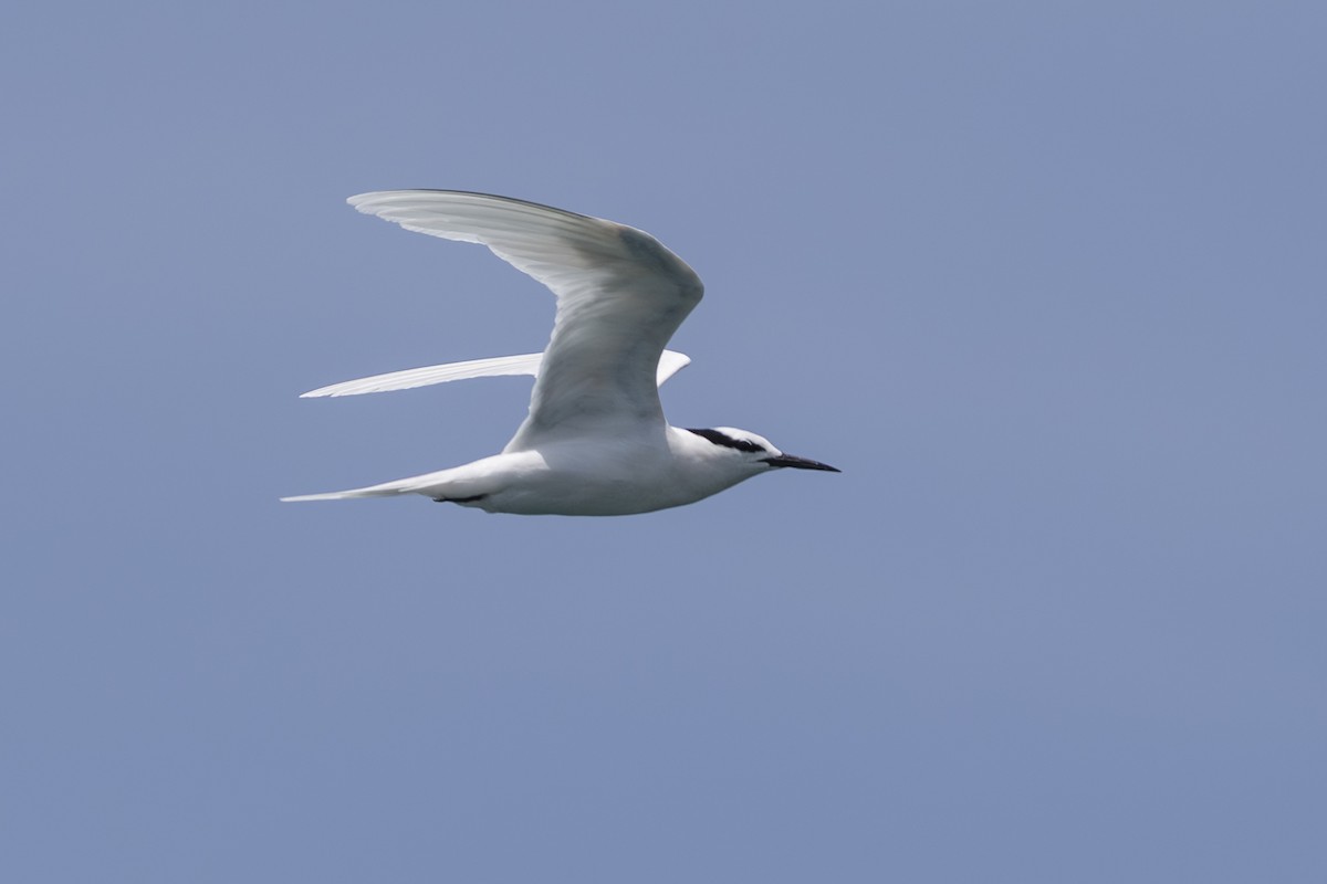 蒼燕鷗 - ML645582572