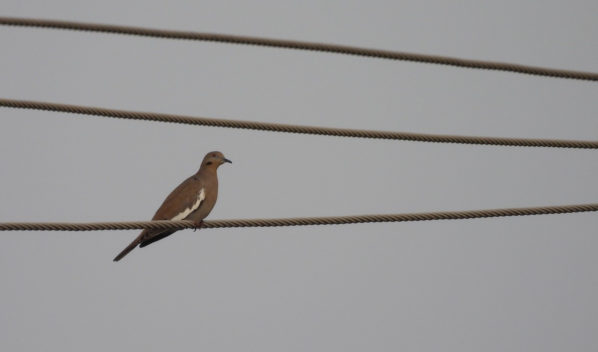 White-winged Dove - ML645582573