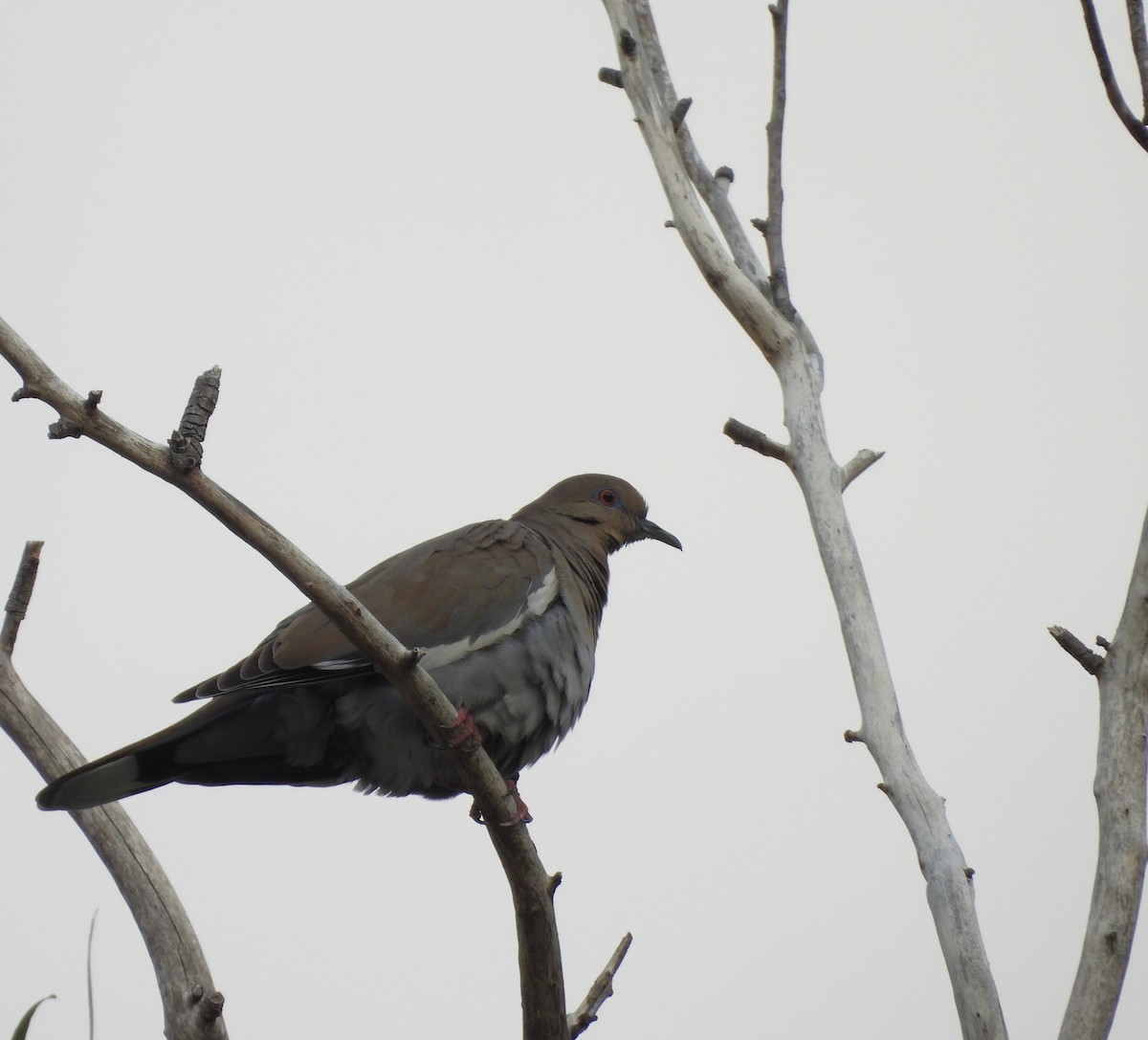 White-winged Dove - ML645582574