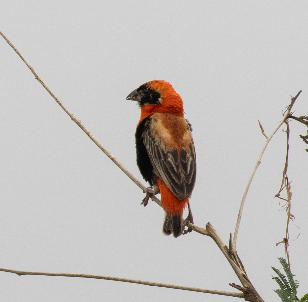 Southern Red Bishop - ML645582575