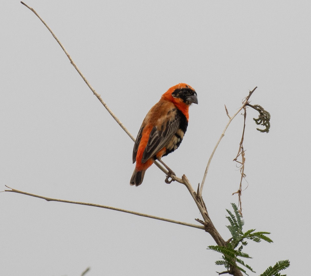 Southern Red Bishop - ML645582581
