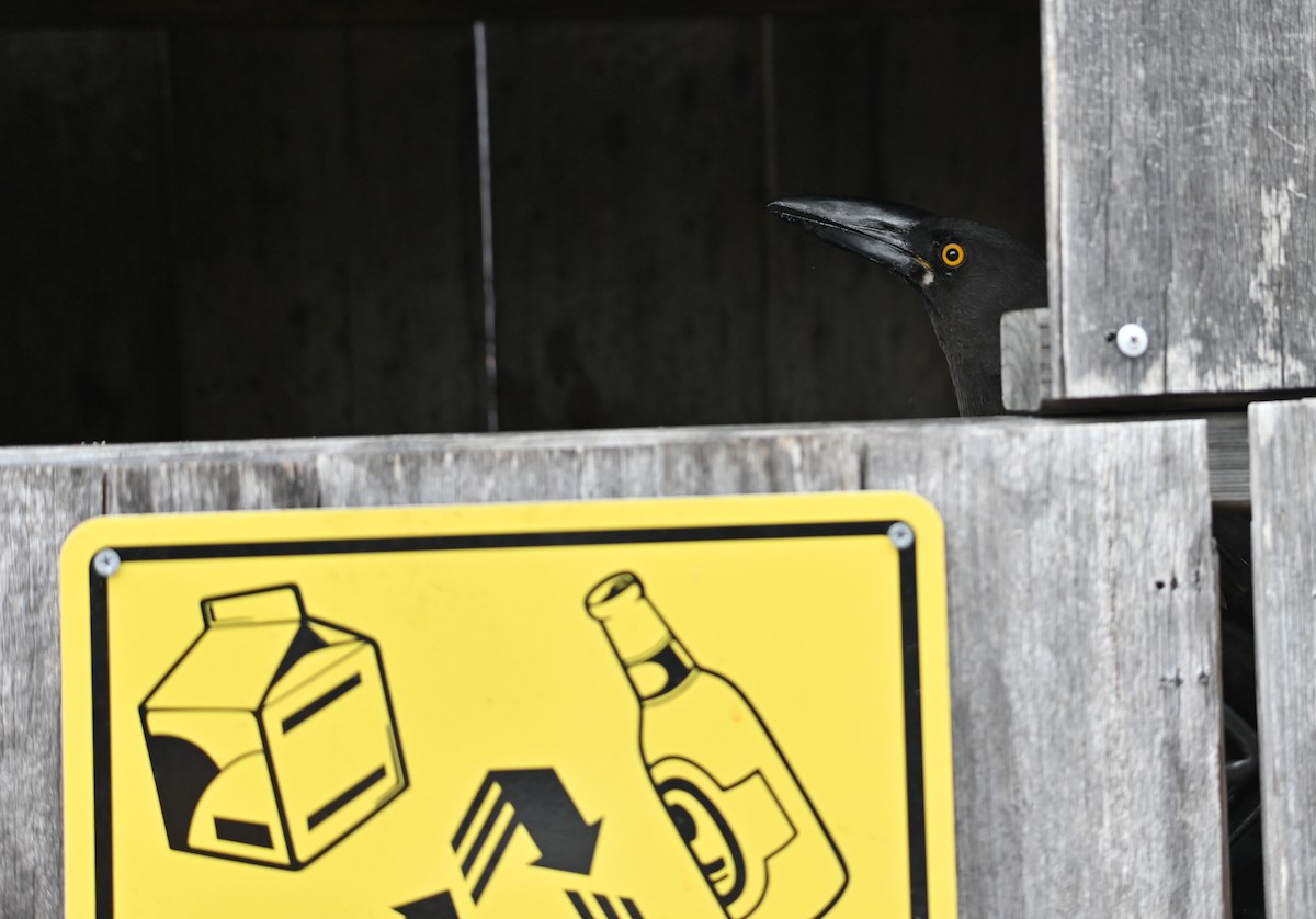 Black Currawong - ML645582583