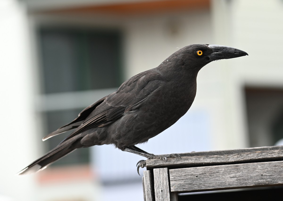 Black Currawong - ML645582584