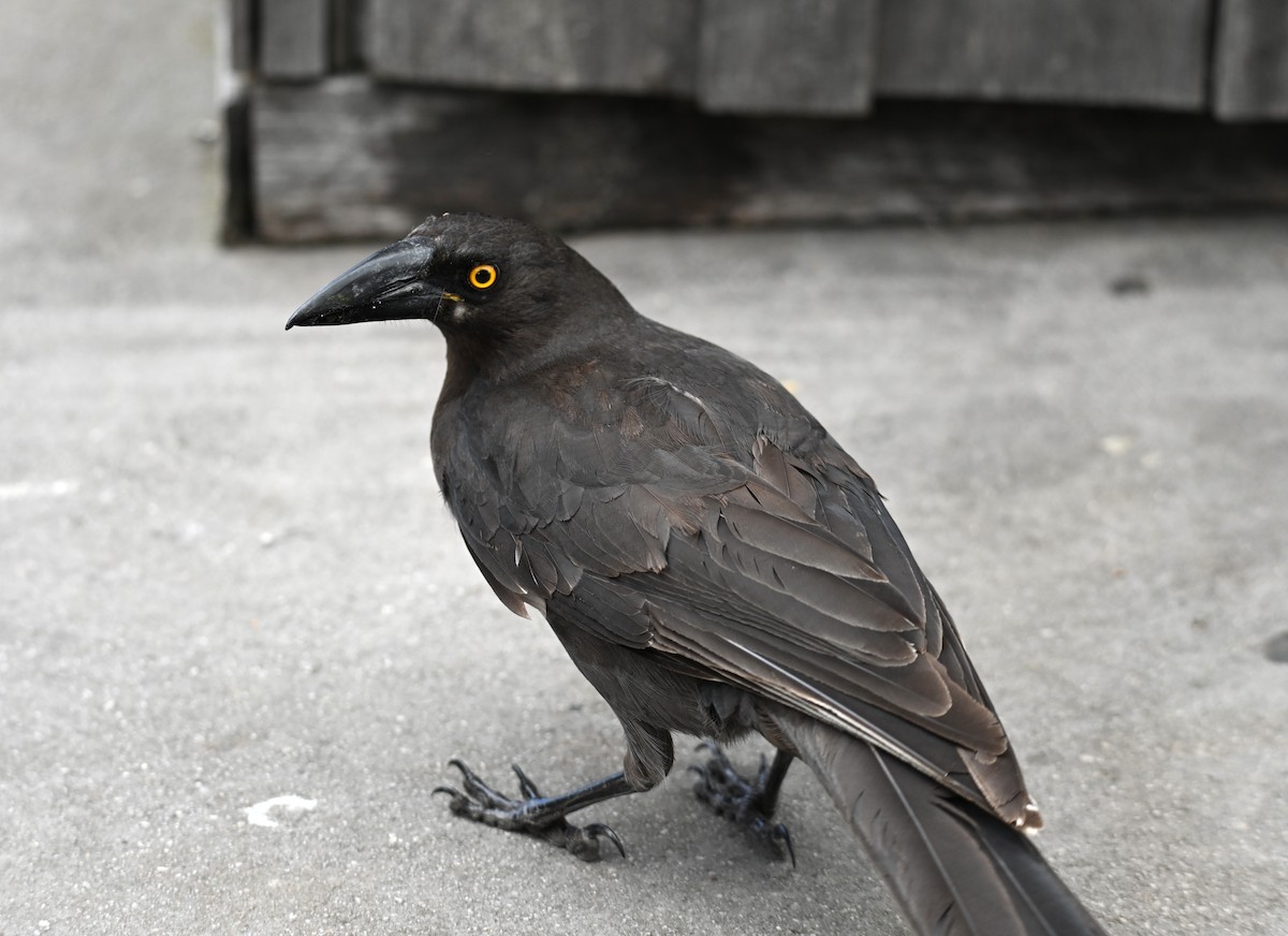Black Currawong - ML645582585