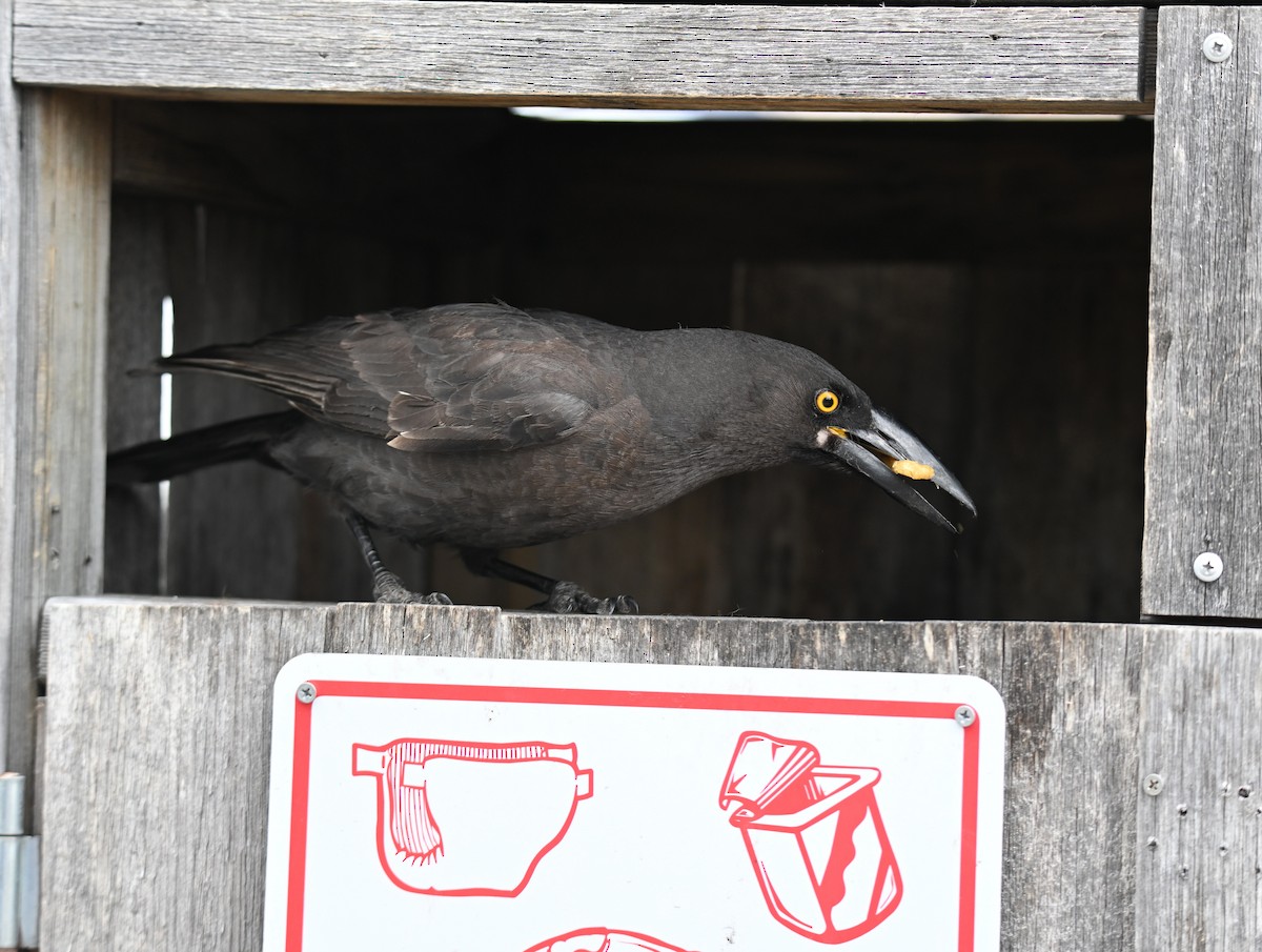 Black Currawong - ML645582586