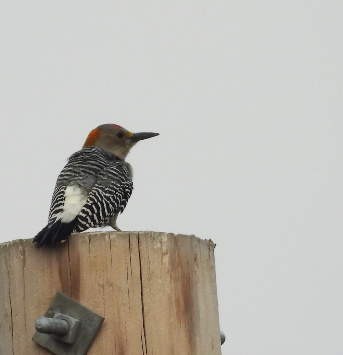 Golden-fronted Woodpecker - ML645582588