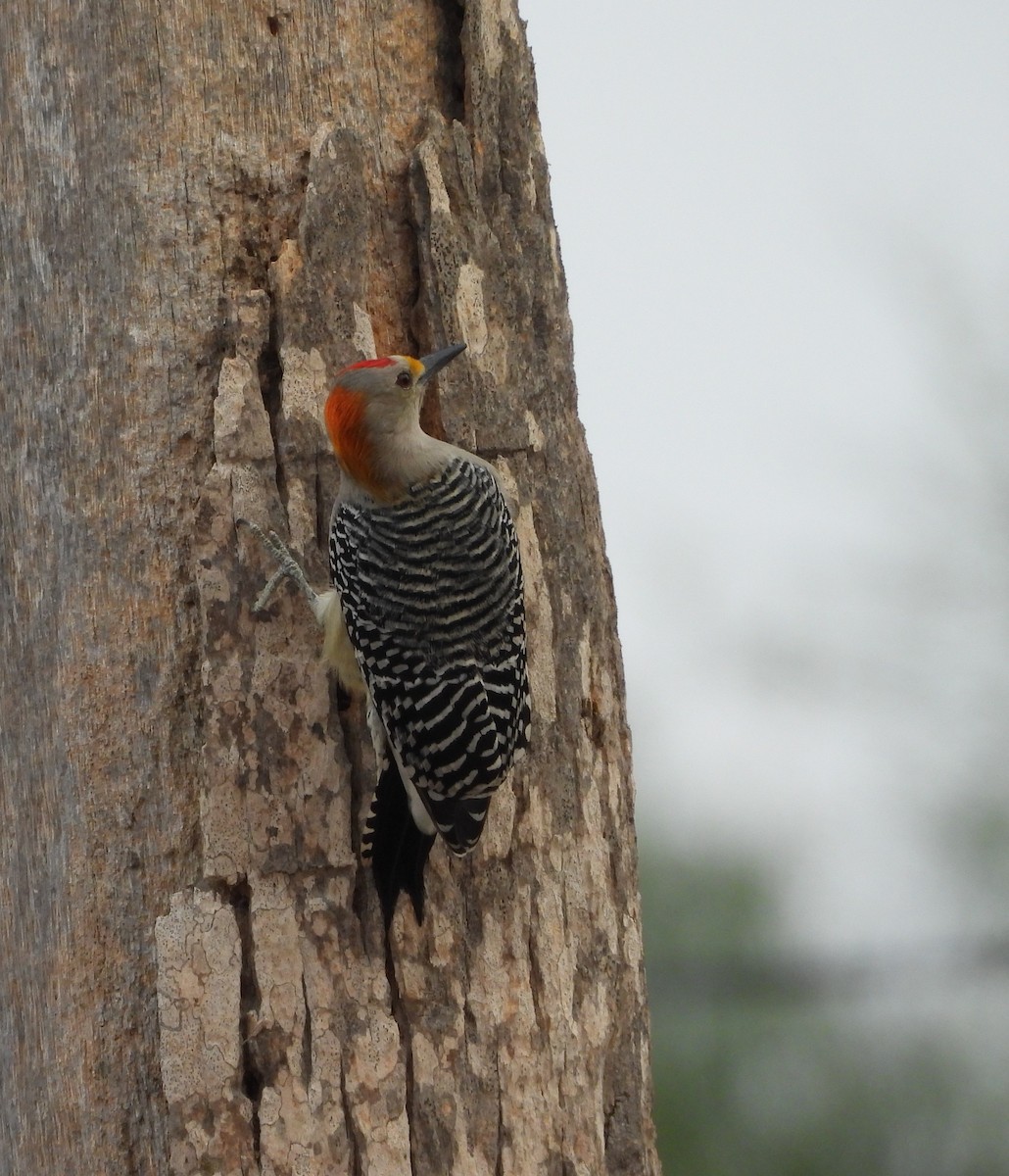 Golden-fronted Woodpecker - ML645582589