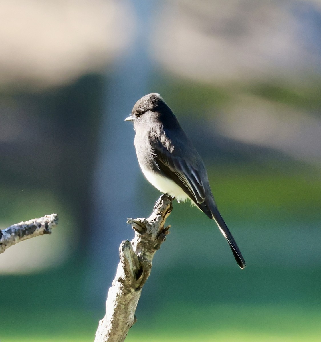 Black Phoebe - ML645582590
