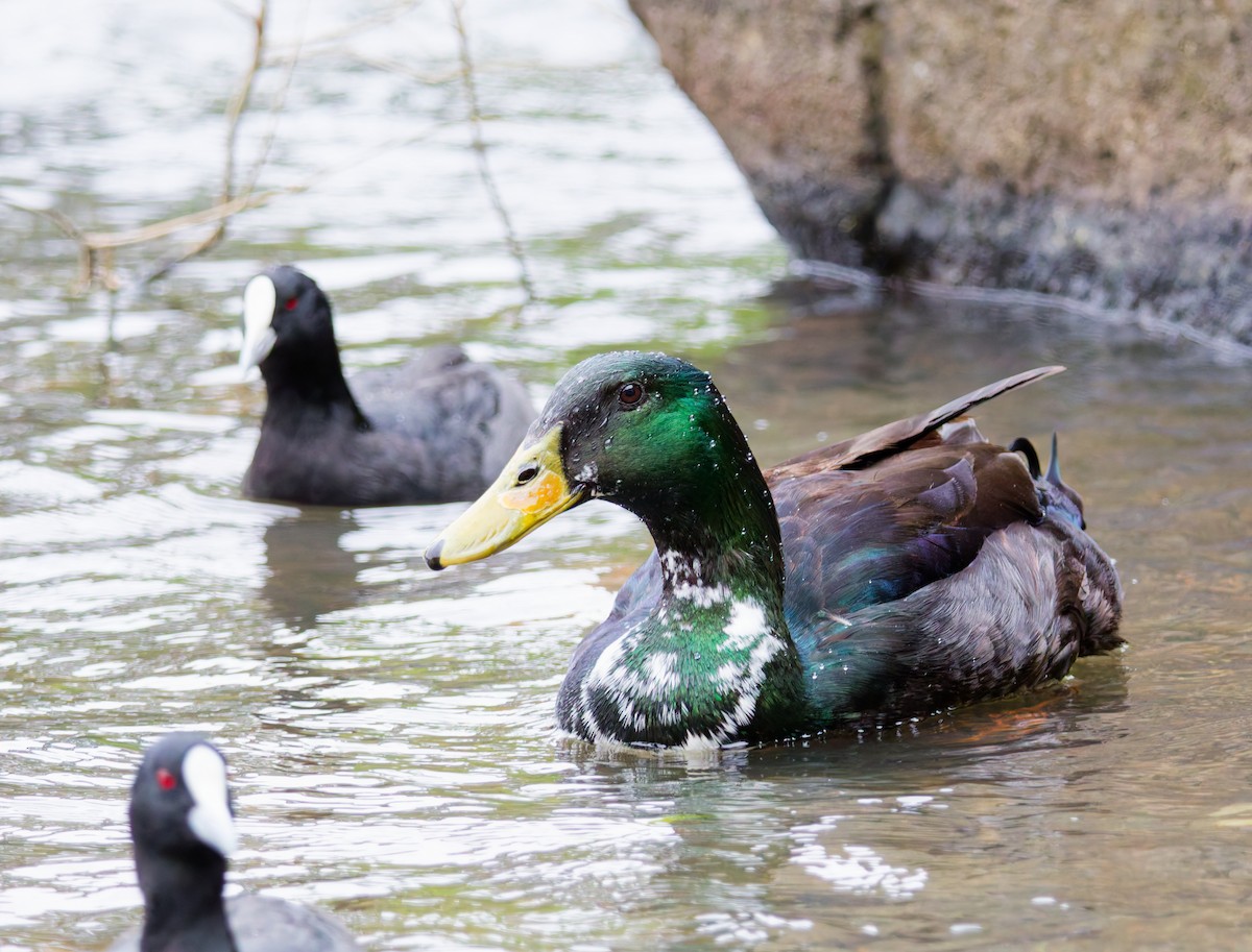 Mallard (Domestic type) - ML645582593