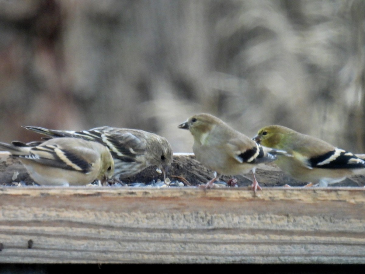 American Goldfinch - ML645582594