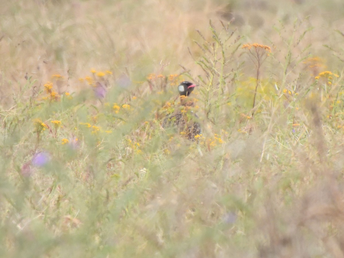 Black Bustard - ML645582595