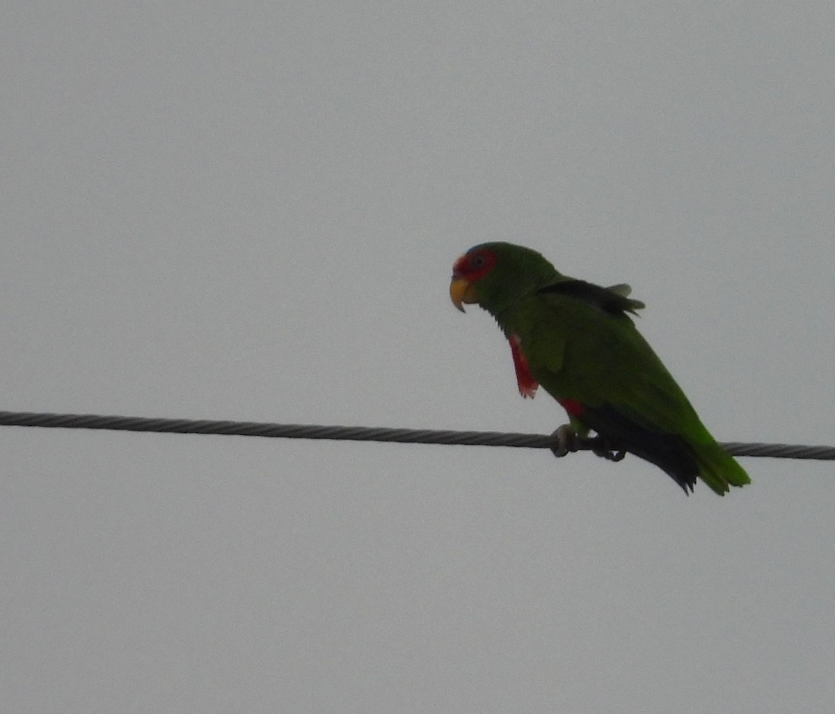 Red-crowned Amazon - ML645582596