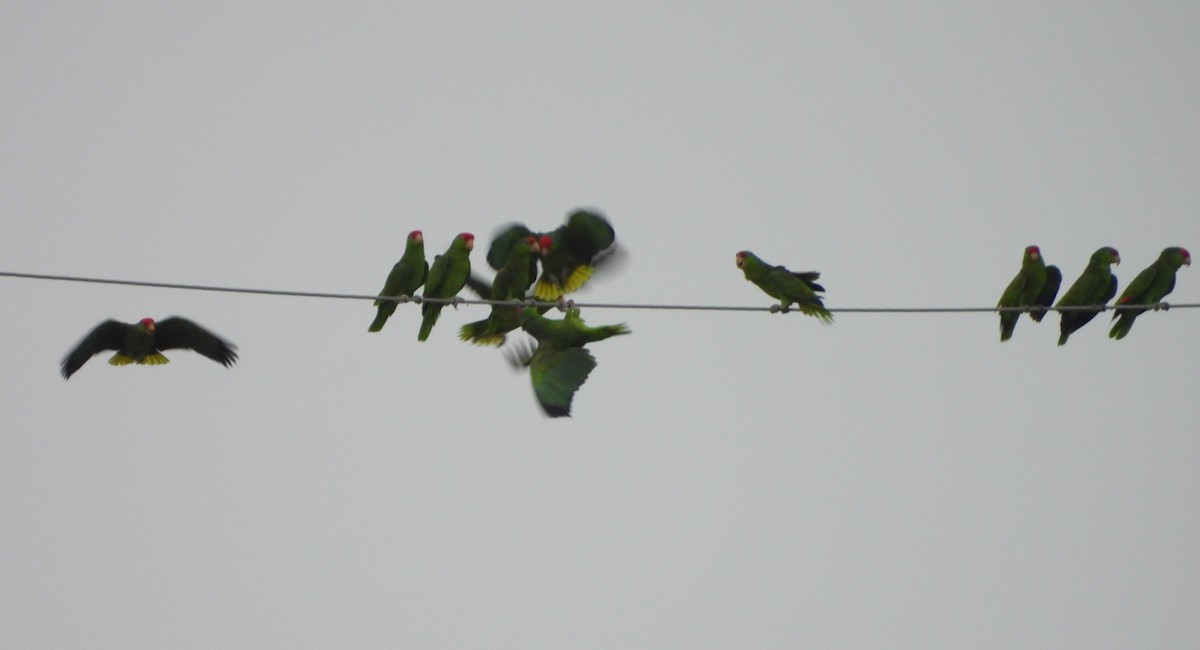 Red-crowned Amazon - ML645582597