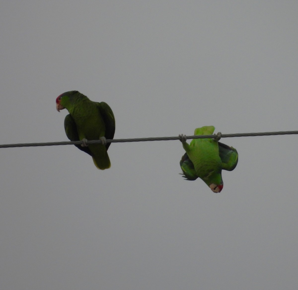 Red-crowned Amazon - ML645582598