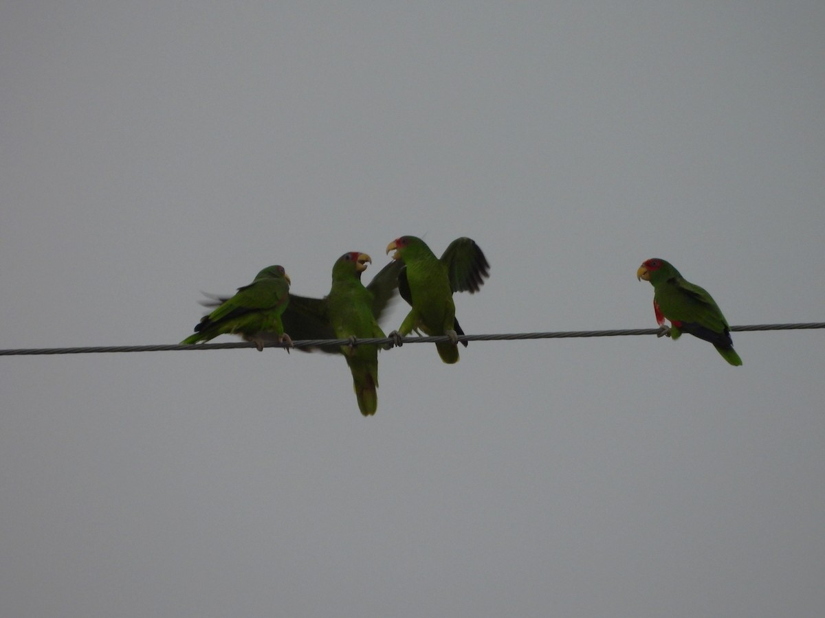 Red-crowned Amazon - ML645582599