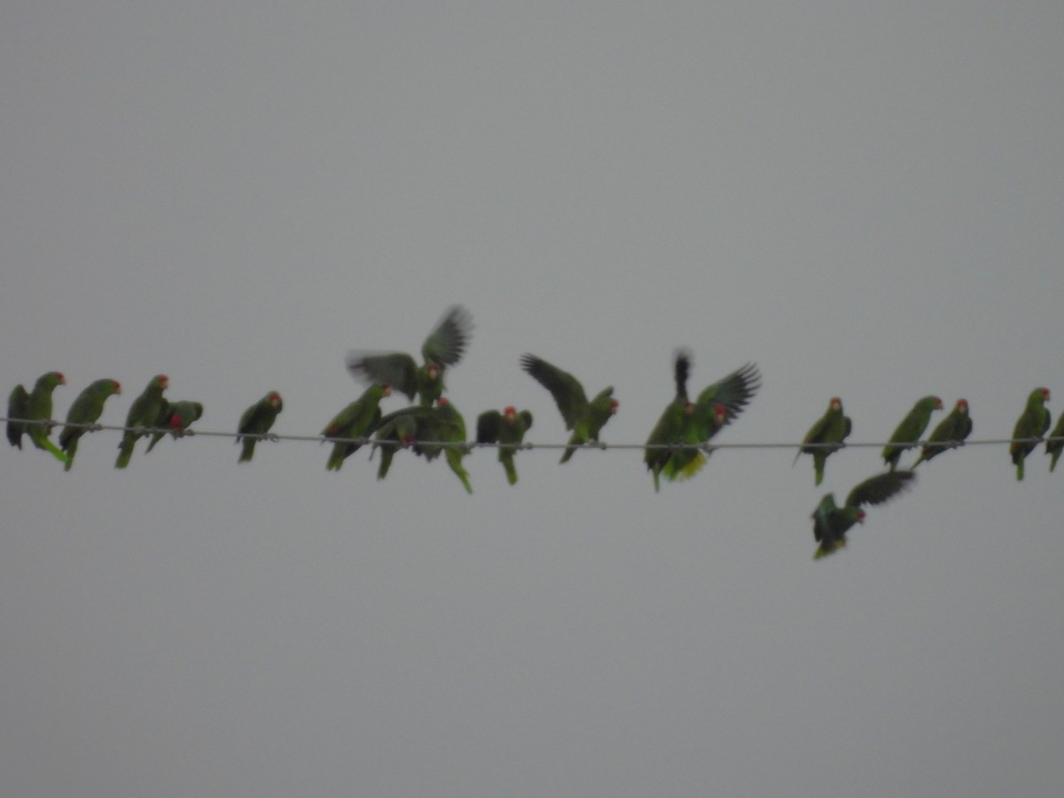 Red-crowned Amazon - ML645582600